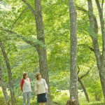 青根自然の森公園